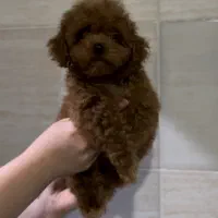 تاینی پودل دارک رد نر