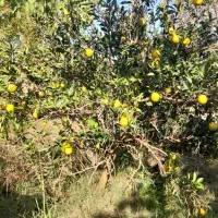 خرید و فروش پرتغال و مرکبات با قیمت مناسب