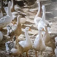 قو غاز اکراینی لیندا|حیوانات مزرعه|مشهد, شیرودی|دیوار