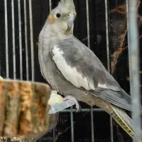 عروس هلندی اصیل نر