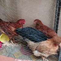 مرغ وخروس محلی