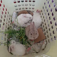 بچه خرگوش لپ چشم شرابی