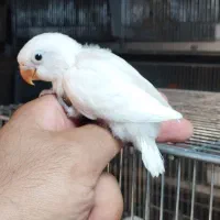 طوطی برزیلی دستی سرلاکی/جفت/نرماده/یوونگ/عروس راهب|پرنده|نظرآباد, صالح آباد|دیوار
