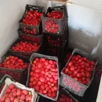 گوجه‌فرنگی مرغوب