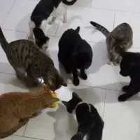 نگهداری شبانه روزی سگ و گربه در منزل|خدمات پیشه و مهارت|اصفهان, خانه اصفهان|دیوار