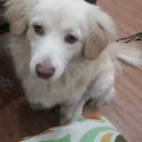 واگزاری طوله ماده اشپیتز|سگ|رشت, هلال احمر|دیوار