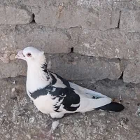 پلنگ