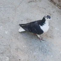 کبوتر|پرنده|شاهرود, |دیوار