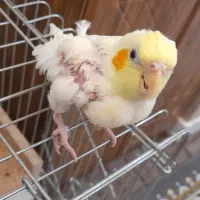 بچه عروس هلندی