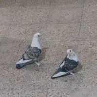 کبوتر بلژیکی اصیل