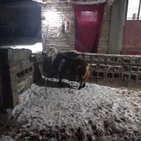 قوچ|حیوانات مزرعه|بروجرد, |دیوار