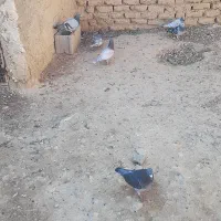 ۱۰ عدد پلاکی|حیوانات مزرعه|مرودشت, نقش رستم|دیوار