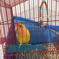 طوطی برزیلی دستی