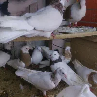 کفترطوقی|پرنده|خرمشهر, |دیوار