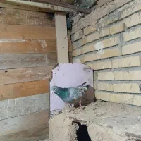 یک جفت کفتر سرور|پرنده|گلبهار, بیزکی|دیوار