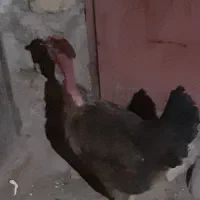 یک جفت مرغ وخروس