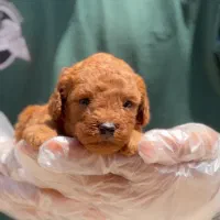 توی پودل دارک رد ( عروسکی ) نژاد اصیل|سگ|یزد, |دیوار