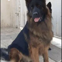 سگ وارداتی ژرمن ماده|سگ|تهران, اکباتان|دیوار