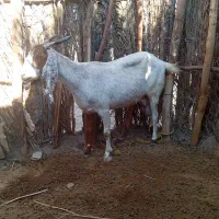 دوتا بز آبستن و ی گیسه ی نری و ی چپش