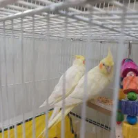 عروس هلندی با قفس|پرنده|تربت جام, میرقوام الدین|دیوار