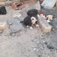 پاپی آماده فروش|سگ|تربت جام, خیرآباد|دیوار