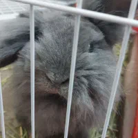 خرگوش لوپ هلندی|موش و خرگوش|تهران, دروازه شمیران|دیوار