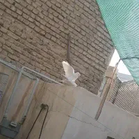 کبوتر سفید کاکلی پاپر