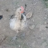 فروش جوجه خروس
