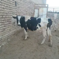 گاو گوساله|حیوانات مزرعه|قم, بوستان علوی|دیوار