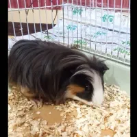 همستر، خوکچه هندی