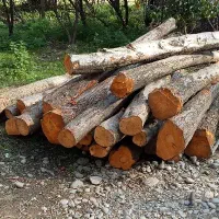 چوب توسکا و اوجا و افرا...