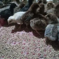 جوجه مرغ وخروس محلی|حیوانات مزرعه|زاوه, |دیوار