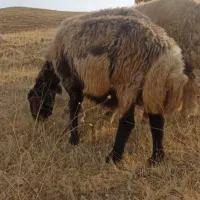 میش افشاری