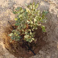 فروش فوری باغچه پسته ۵ساله۵۰۰متری باسندوآب وبرق|فروش دفتر صنعتی، کشاورزی، تجاری|جوادآباد, |دیوار