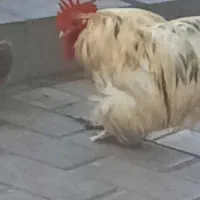 مرغ زنده مرغ خروس خونی|حیوانات مزرعه|مشهد, بهمن|دیوار