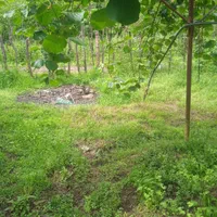 فروش زمین 350|فروش زمین و ملک کلنگی|آستارا, |دیوار