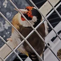 سهره نر|پرنده|ماهدشت, |دیوار