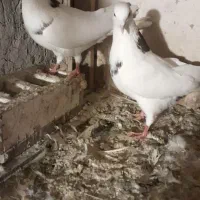 چند عددکبوتر رنگی و پرشی