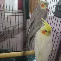 یک جفت عروس کار داده|پرنده|سبزوار, باهنر|دیوار