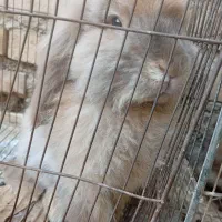 خرگوش لوپ8ماهه|موش و خرگوش|القجر, |دیوار