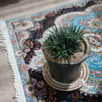 کاکتوس کاخی