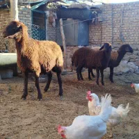 میش و بره ماده بز|حیوانات مزرعه|نیشابور, فخریه|دیوار