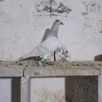 کبوتر کبود پلاکی وارداتی|پرنده|شبانکاره, |دیوار