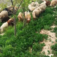 12تا میش داشتی بره ها بزرگ