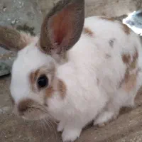 خرگوش نیمه لوپ