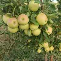 خانه مجانی روستایی