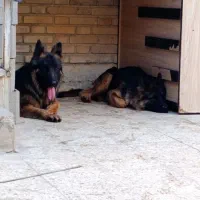 سگ ژرمن شولاین نر