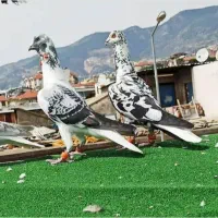 قره پولکی قیچی گم شده دیروز سمت شهدا