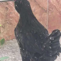 مرغ جوان تخمگذار