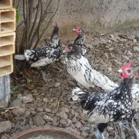 سیبرایت|حیوانات مزرعه|رشت, لاکان شهر|دیوار